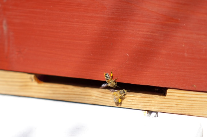 2017-04-Bienen-Horn-036.jpg