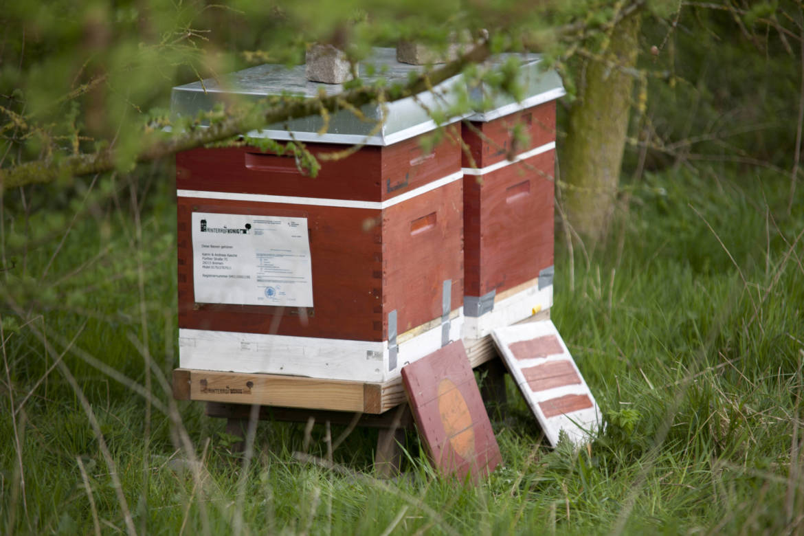 2017-04-Bienen-Wandern-Raps-001-scaled.jpg