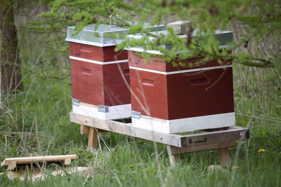 2017-04-Bienen-Wandern-Raps-002-scaled.jpg