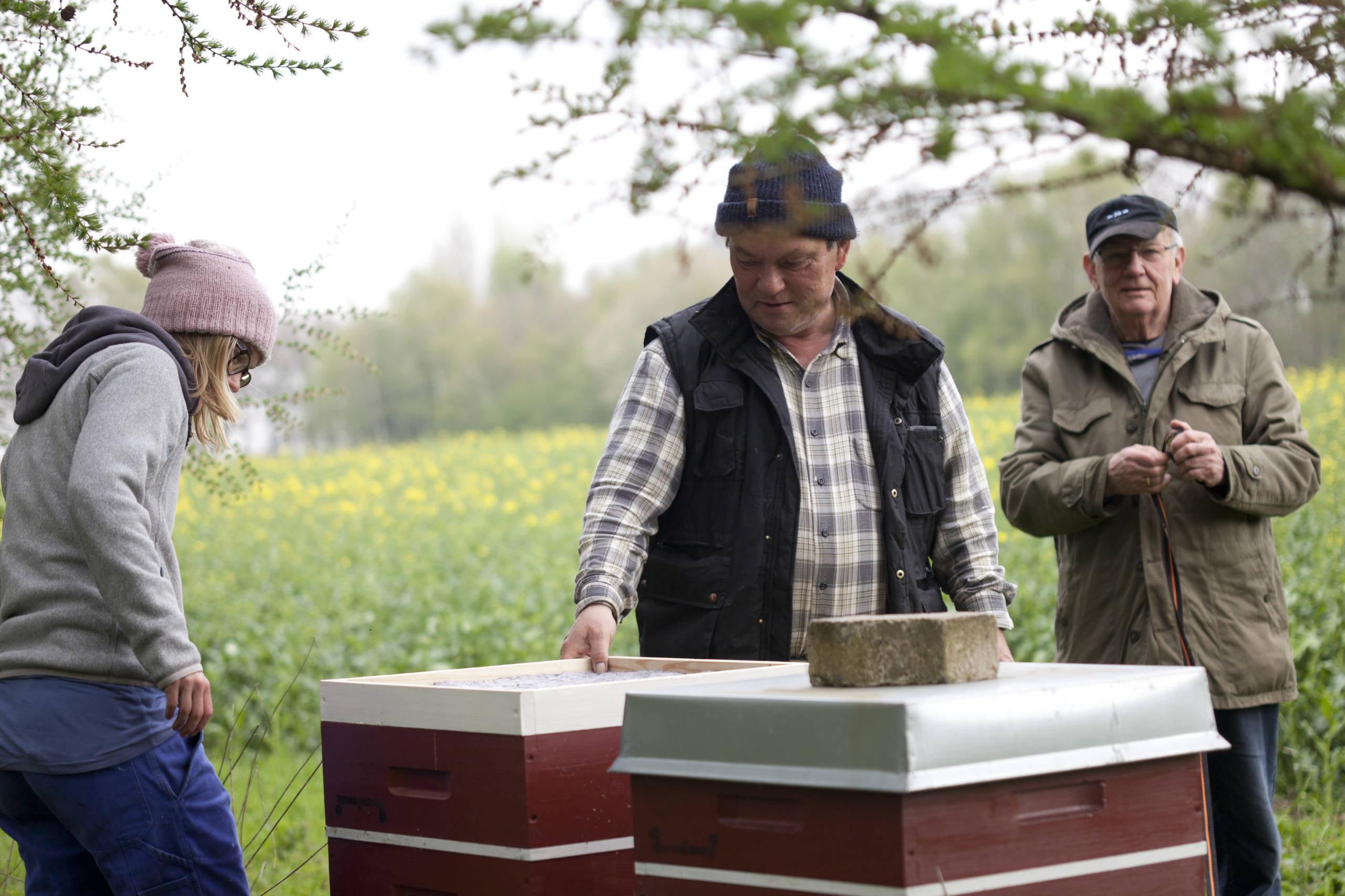 201704BienenWandernRaps005 hinterhofhonig