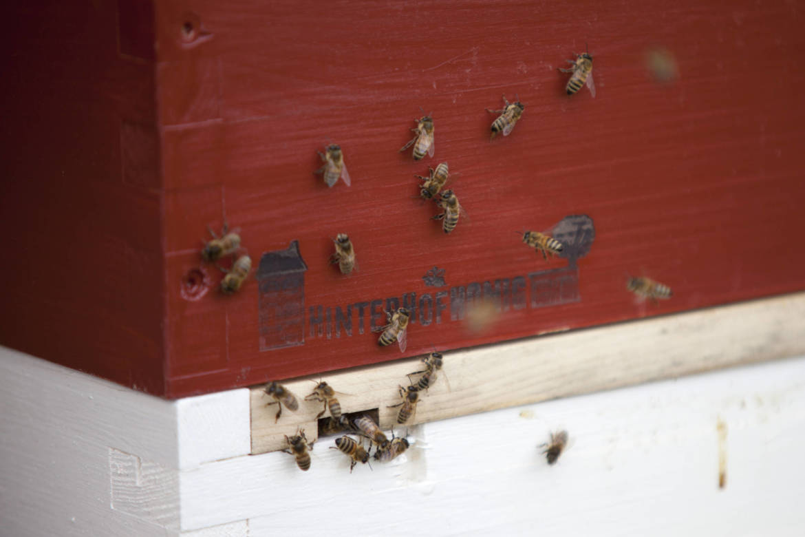 2017-04-Bienen-Wandern-Raps-014-scaled.jpg