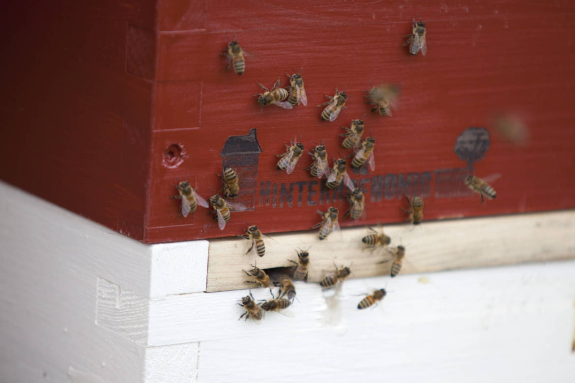 2017-04-Bienen-Wandern-Raps-016-scaled.jpg