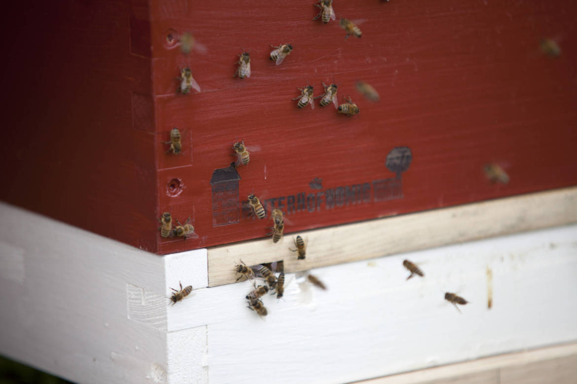 2017-04-Bienen-Wandern-Raps-017-scaled.jpg