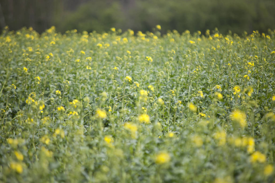 2017-04-Bienen-Wandern-Raps-024-scaled.jpg