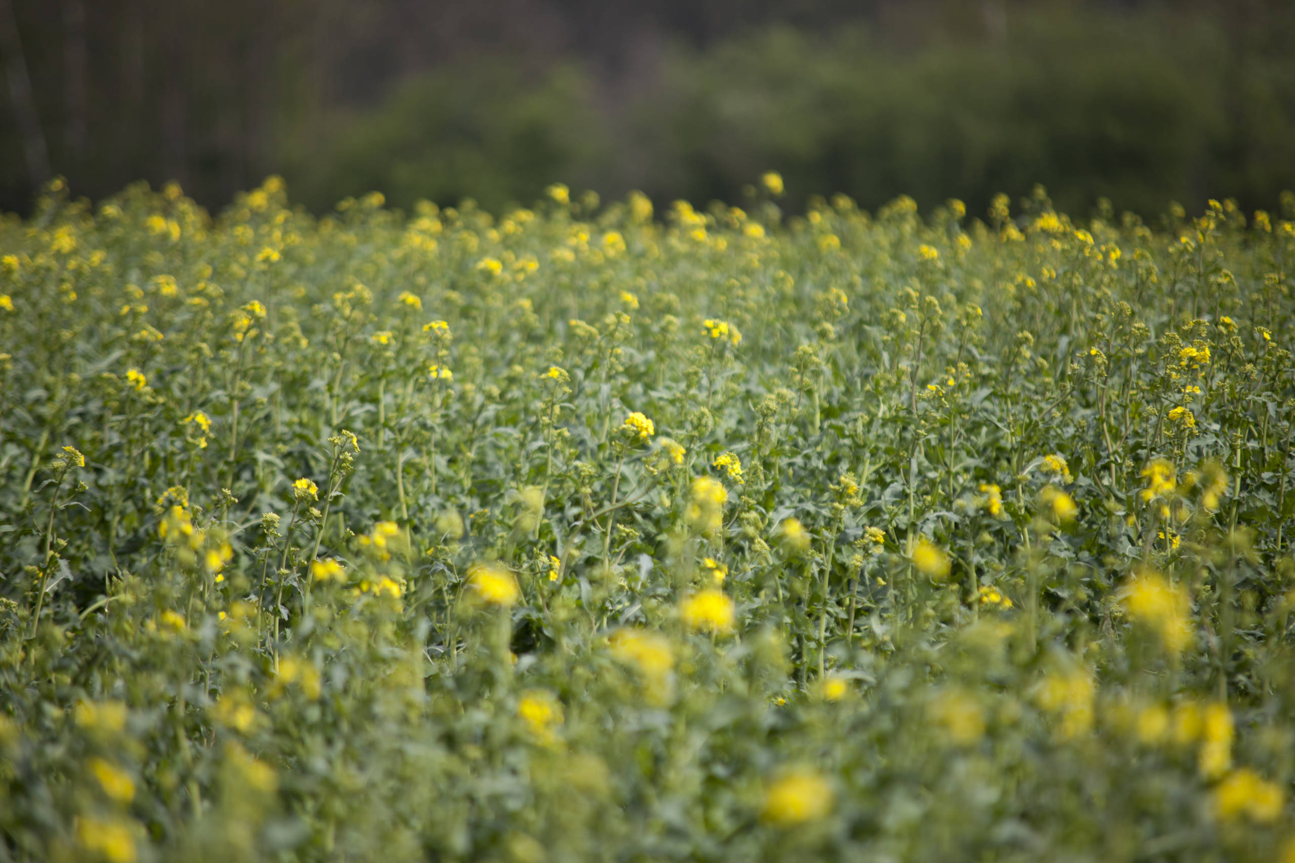 201704BienenWandernRaps026 hinterhofhonig