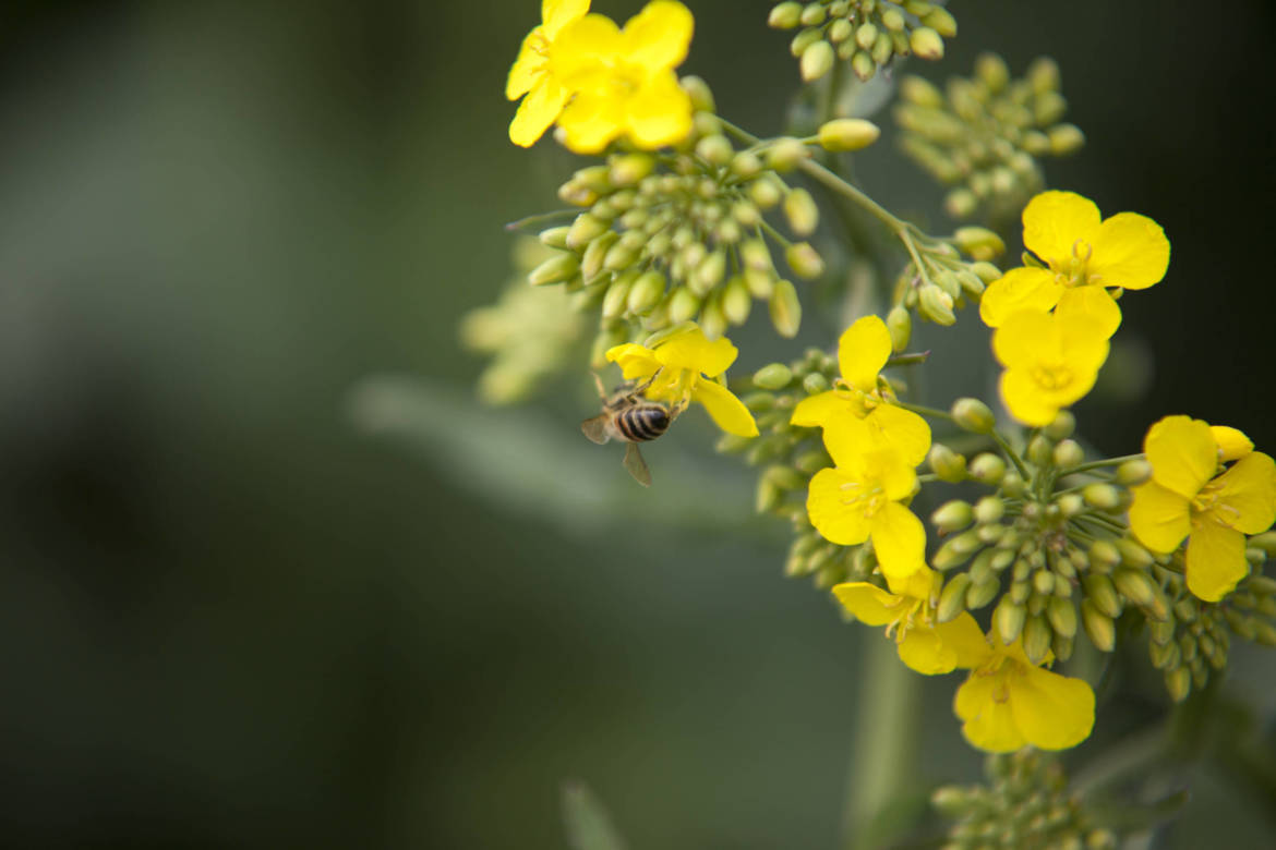 2017-04-Bienen-Wandern-Raps-030-scaled.jpg