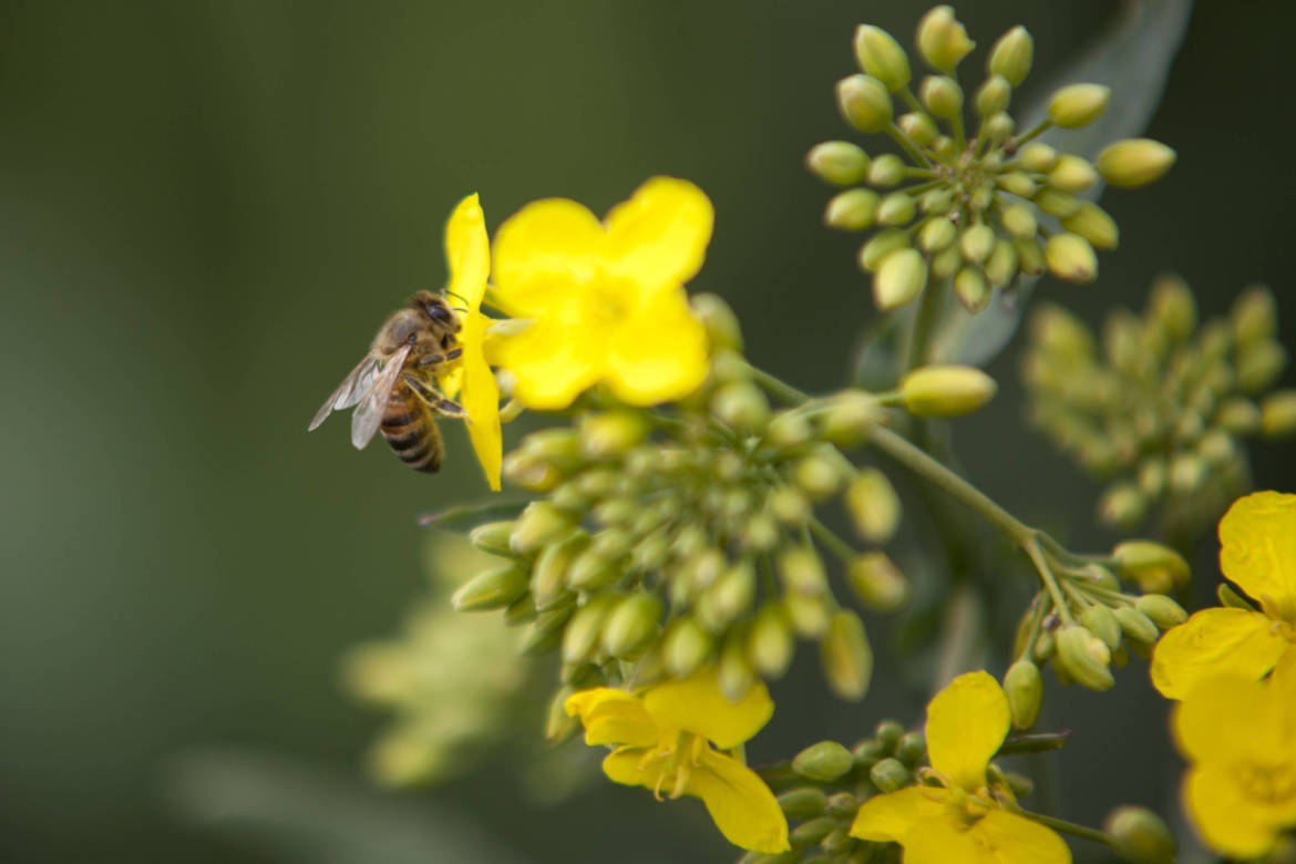 2017-04-Bienen-Wandern-Raps-033-scaled.jpg