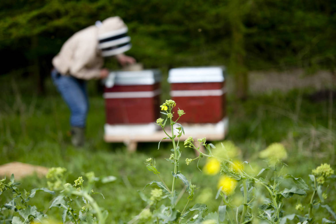 2017-04-Bienen-Wandern-Raps-038-scaled.jpg