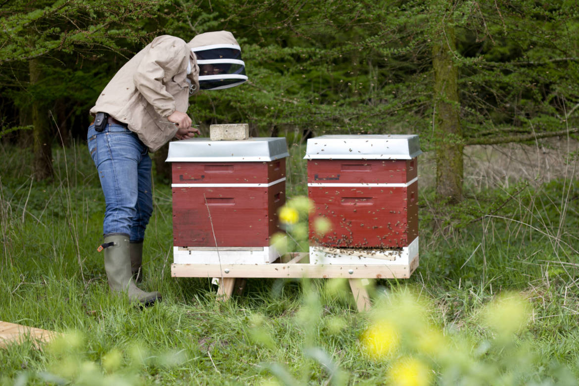 2017-04-Bienen-Wandern-Raps-040-scaled.jpg