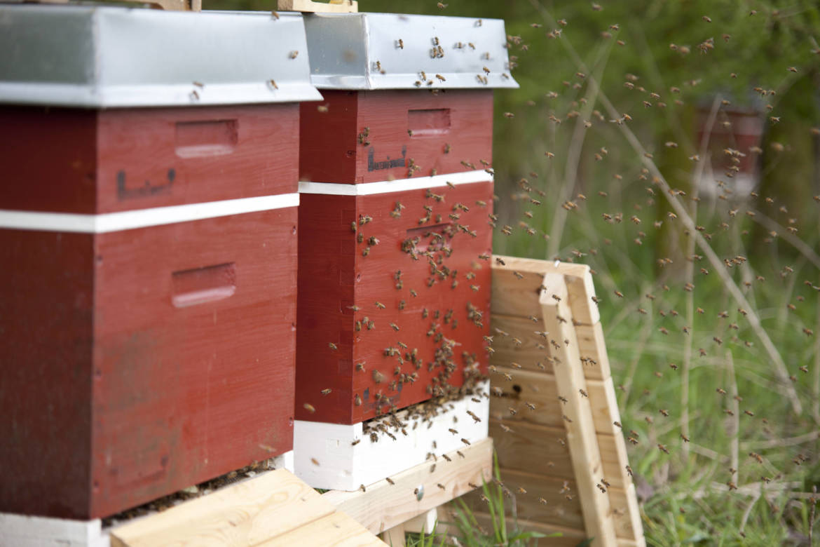 2017-04-Bienen-Wandern-Raps-042-scaled.jpg