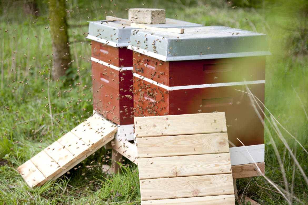 2017-04-Bienen-Wandern-Raps-048-scaled.jpg