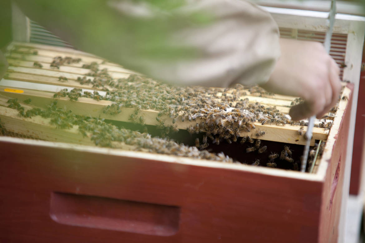 2017-04-Bienen-Wandern-Raps-052-scaled.jpg