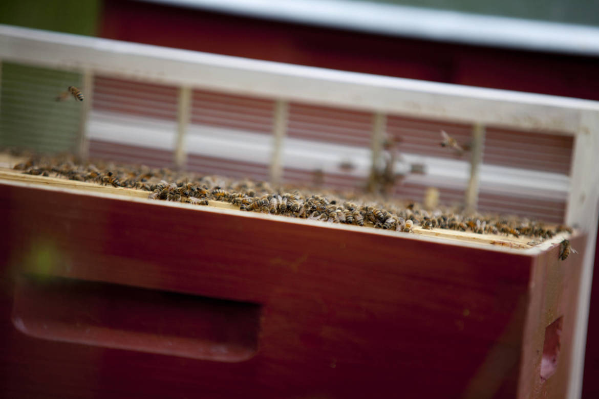 2017-04-Bienen-Wandern-Raps-055-scaled.jpg
