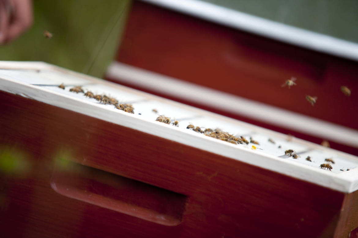 2017-04-Bienen-Wandern-Raps-059-scaled.jpg