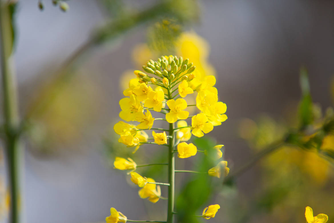 2019-04-Bienen-Raps-042.jpg