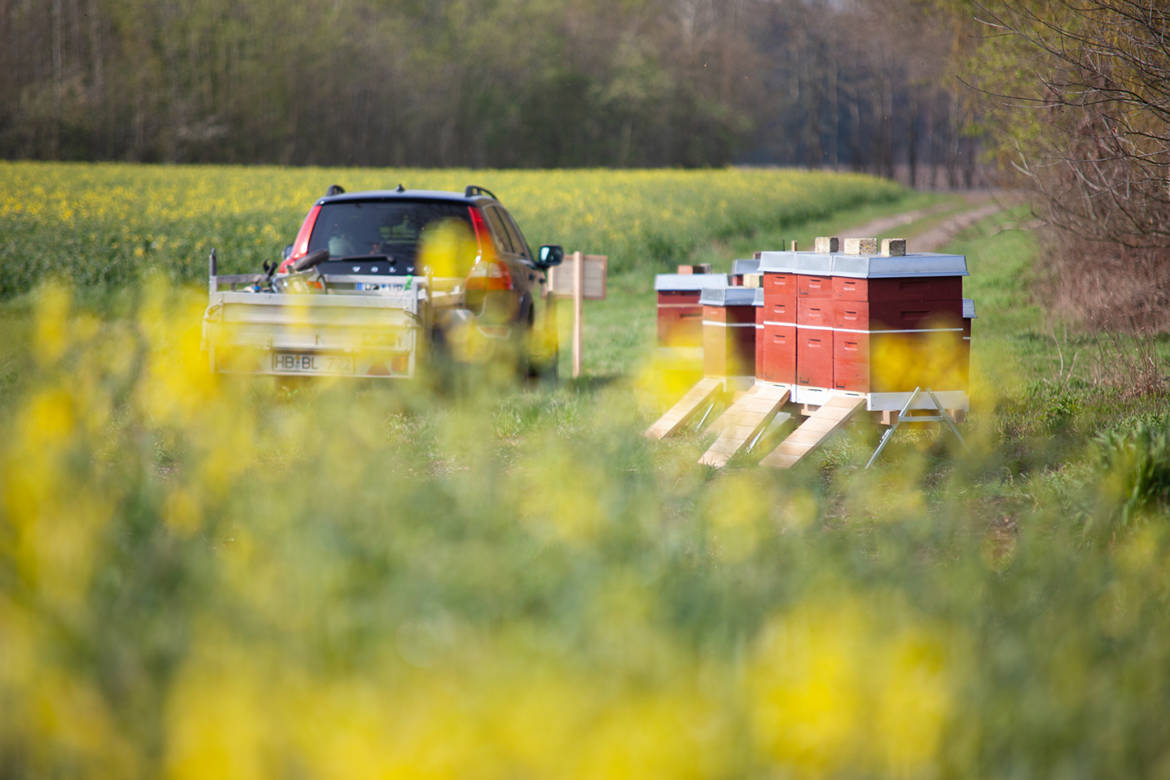 2019-04-Bienen-Raps-058.jpg