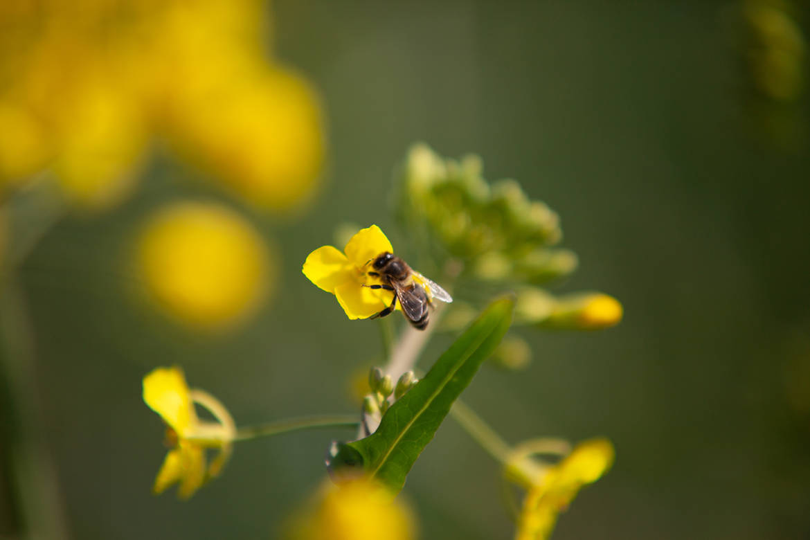 2019-04-Bienen-Raps-076.jpg